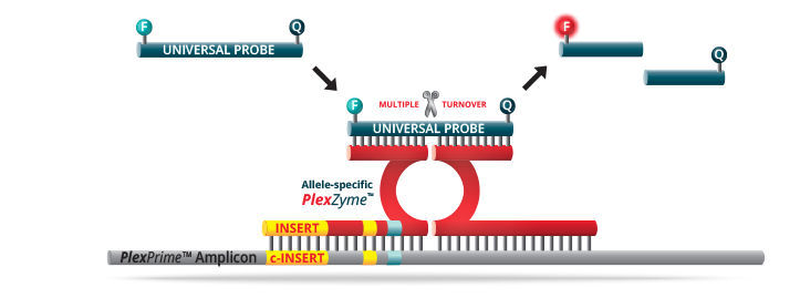 PlexPrimePlexZymes3