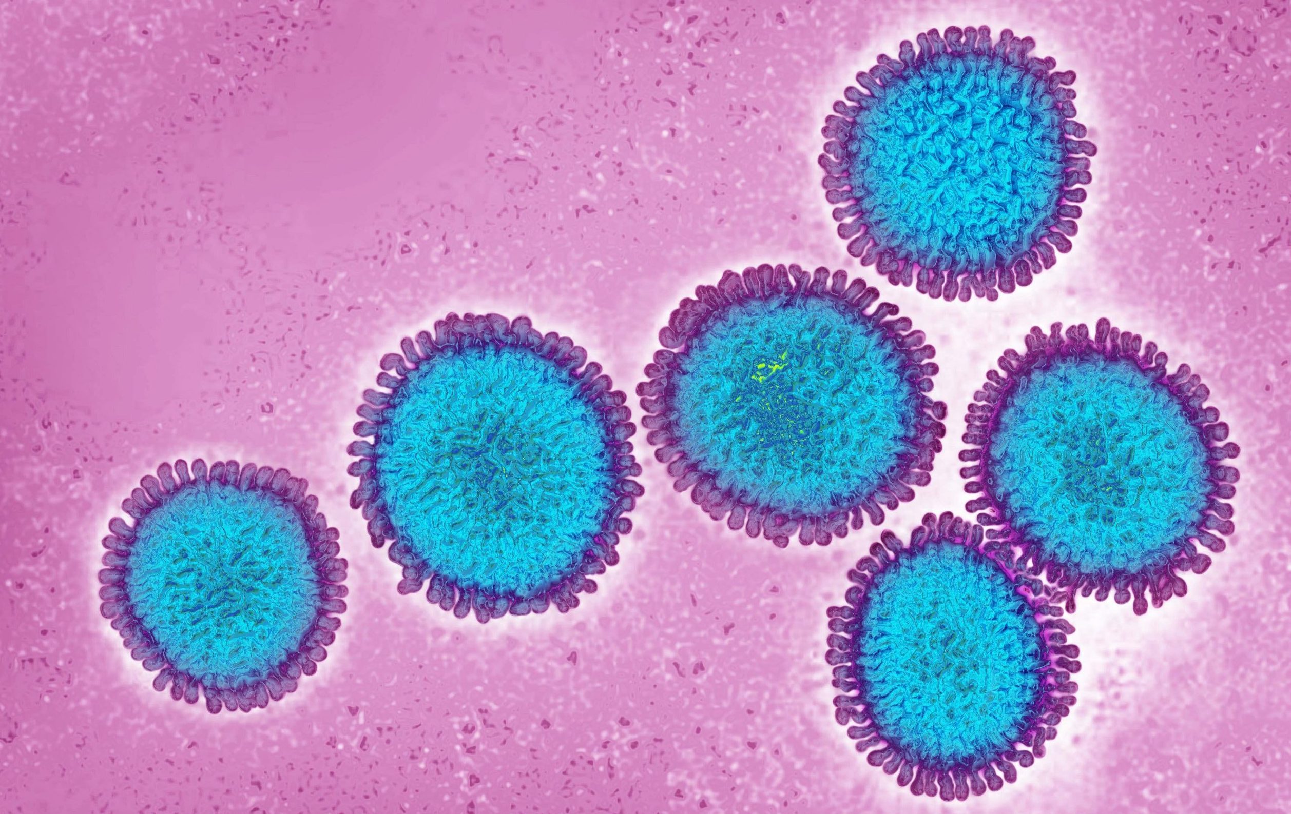 Coloured transmission electron micrograph (TEM) of Influenza virus