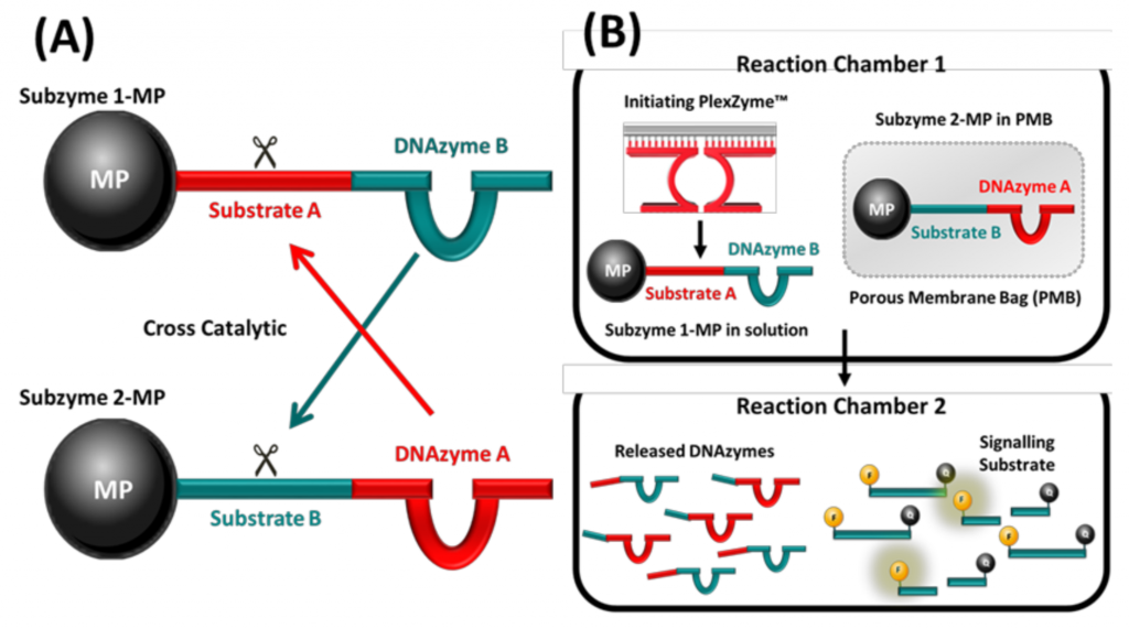 Sensitive Detection of Nucleic Acids Using Subzyme Feedback Cascades